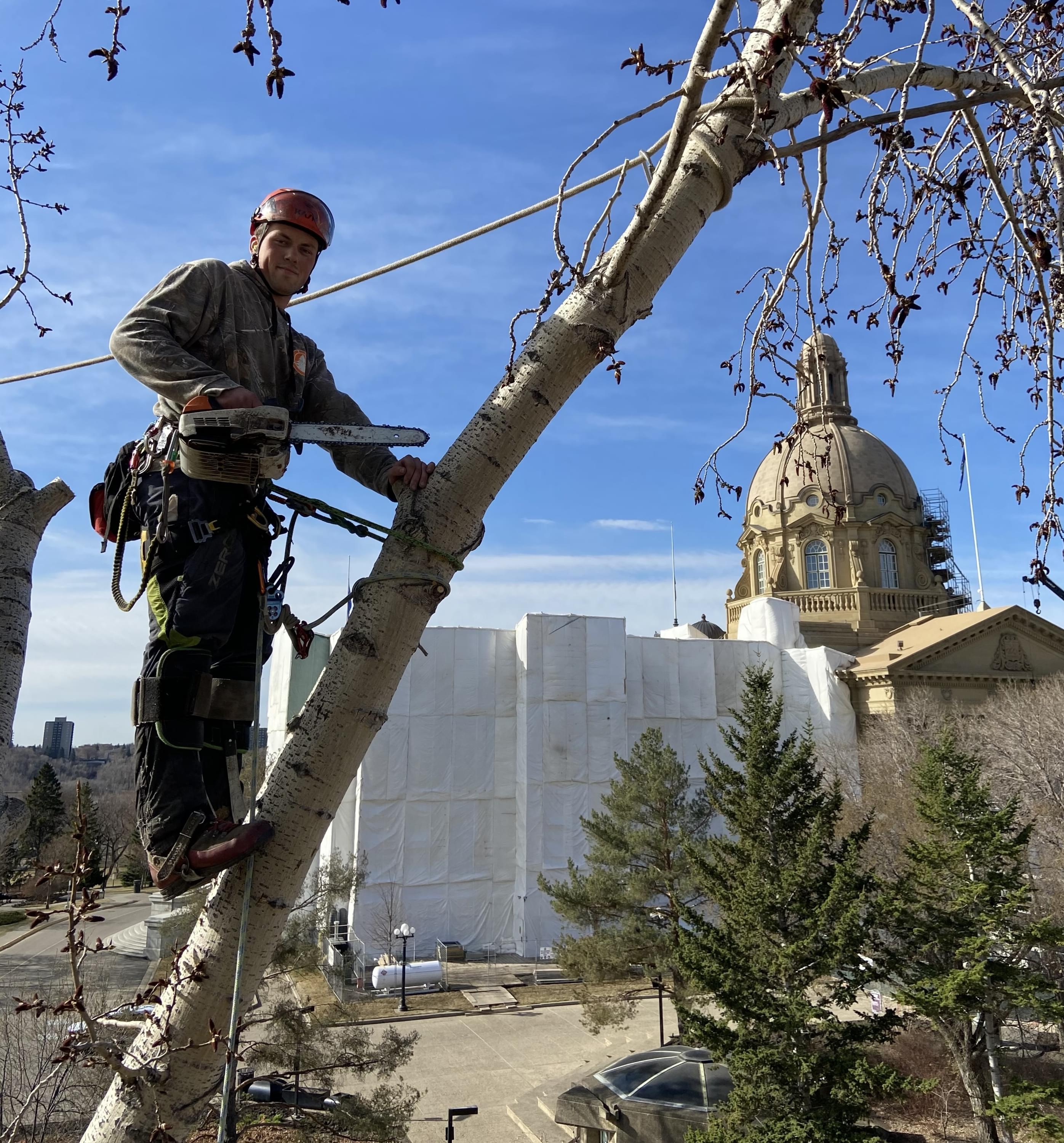 tree pruning, tree trimming, arborist, tree company, arborist, alberta arborists, tree trimming
